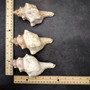 Large Fox Seashell Fasciolaria Trapezium (1 shell approx. 5+ inches) Horse Conch Fox Shells for coastal home collections & display! Copyright 2026 SeaShellSupply.com.