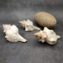 Large Fox Seashell Fasciolaria Trapezium (1 shell approx. 5+ inches) Horse Conch Fox Shells for coastal home collections & display! Copyright 2026 SeaShellSupply.com.