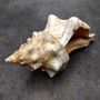 Large Fox Seashell Fasciolaria Trapezium (1 shell approx. 5+ inches) Horse Conch Fox Shells for coastal home collections & display! Copyright 2026 SeaShellSupply.com.