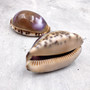 Purple Top Brown Arabian Cowrie Seashells Cypraea Arabica (2 shells approx. 2.25+ inches) Purple Top Arabian Cowrie Shells for home décor!
