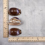 Purple Top Brown Arabian Cowrie Seashells Cypraea Arabica (2 shells approx. 2.25+ inches) Purple Top Arabian Cowrie Shells for home décor! Copyright 2026 SeaShellSupply.com.