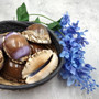 Purple Top Brown Arabian Cowrie Seashells Cypraea Arabica (2 shells approx. 2.25+ inches) Purple Top Arabian Cowrie Shells for home décor! Copyright 2026 SeaShellSupply.com.