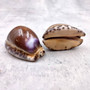 Purple Top Brown Arabian Cowrie Seashells Cypraea Arabica (2 shells approx. 2.25+ inches) Purple Top Arabian Cowrie Shells for home décor!
