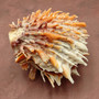 Orange Purple Spiny Oyster Pair Spondylus Barbatus (1 pair shell approx. 4+ inches) B GRADE Colorful seashell pair for nautical decor!