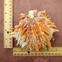 Orange Purple Spiny Oyster Pair Spondylus Barbatus (1 pair shell approx. 4+ inches) B GRADE Colorful seashell pair for nautical decor!
