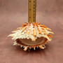 Orange Purple Spiny Oyster Pair Spondylus Barbatus (1 pair shell approx. 4+ inches) B GRADE Colorful seashell pair for nautical decor!