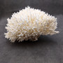 White Birdsnest Coral Cluster Seriatopora Hystrix (1 coral approx. 8.5L x 9W x 5H inches) Ocean coral for nautical decor art and collecting!
