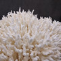 White Birdsnest Coral Cluster Seriatopora Hystrix (1 coral approx. 8.5L x 9W x 5H inches) Ocean coral for nautical decor art and collecting!
