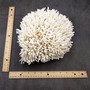 White Birdsnest Coral Cluster Seriatopora Hystrix (1 coral approx. 8.5L x 9W x 5H inches) Ocean coral for nautical decor art and collecting!