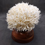 White Birdsnest Coral Cluster Seriatopora Hystrix (1 coral approx. 8.5L x 9W x 5H inches) Ocean coral for nautical decor art and collecting!
