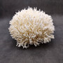 White Birdsnest Coral Cluster Seriatopora Hystrix (1 coral approx. 8.5L x 9W x 5H inches) Ocean coral for nautical decor art and collecting! Copyright 2026 SeaShellSupply.com.