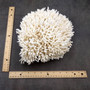 White Birdsnest Coral Cluster Seriatopora Hystrix (1 coral approx. 8.5L x 9W x 5H inches) Ocean coral for nautical decor art and collecting! Copyright 2026 SeaShellSupply.com.