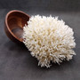 White Birdsnest Coral Cluster Seriatopora Hystrix (1 coral approx. 8.5L x 9W x 5H inches) Ocean coral for nautical decor art and collecting! Copyright 2026 SeaShellSupply.com.