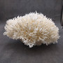 White Birdsnest Coral Cluster Seriatopora Hystrix (1 coral approx. 8.5L x 9W x 5H inches) Ocean coral for nautical decor art and collecting! Copyright 2026 SeaShellSupply.com.