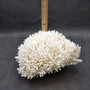 White Birdsnest Coral Cluster Seriatopora Hystrix (1 coral approx. 8.5L x 9W x 5H inches) Ocean coral for nautical decor art and collecting! Copyright 2026 SeaShellSupply.com.