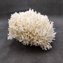 White Birdsnest Coral Cluster Seriatopora Hystrix (1 coral approx. 8.5L x 9W x 5H inches) Ocean coral for nautical decor art and collecting! Copyright 2026 SeaShellSupply.com.