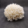White Birdsnest Coral Cluster Seriatopora Hystrix (1 coral approx. 8.5L x 9W x 5H inches) Ocean coral for nautical decor art and collecting!