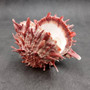 Red Purple Spiny Oyster Pair Spondylus Barbatus (1 shell pair approx. 3X3X2 inches) B GRADE Colorful seashell pair for nautical decor! Copyright 2026 SeaShellSupply.com.