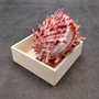 Red Purple Spiny Oyster Pair Spondylus Barbatus (1 shell pair approx. 3X3X2 inches) B GRADE Colorful seashell pair for nautical decor! Copyright 2026 SeaShellSupply.com.