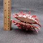 Red Purple Spiny Oyster Pair Spondylus Barbatus (1 shell pair approx. 3X3X2 inches) B GRADE Colorful seashell pair for nautical decor! Copyright 2026 SeaShellSupply.com.