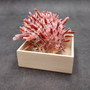 Red Purple Spiny Oyster Pair Spondylus Barbatus (1 shell pair approx. 3X3X2 inches) B GRADE Colorful seashell pair for nautical decor! Copyright 2026 SeaShellSupply.com.