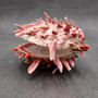 Red Purple Spiny Oyster Pair Spondylus Barbatus (1 shell pair approx. 3X3X2 inches) B GRADE Colorful seashell pair for nautical decor!