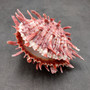 Red Purple Spiny Oyster Pair Spondylus Barbatus (1 shell pair approx. 3X3X2 inches) B GRADE Colorful seashell pair for nautical decor!