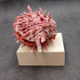 Red Purple Spiny Oyster Pair Spondylus Barbatus (1 shell pair approx. 3X3X2 inches) B GRADE Colorful seashell pair for nautical decor!