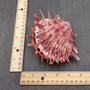 Red Purple Spiny Oyster Pair Spondylus Barbatus (1 shell pair approx. 3X3X2 inches) B GRADE Colorful seashell pair for nautical decor!