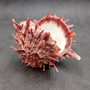 Red Purple Spiny Oyster Pair Spondylus Barbatus (1 shell pair approx. 3X3X2 inches) B GRADE Colorful seashell pair for nautical decor!