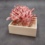 Red Purple Spiny Oyster Pair Spondylus Barbatus (1 shell pair approx. 3X3X2 inches) B GRADE Colorful seashell pair for nautical decor!