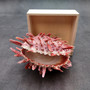 Red Purple Spiny Oyster Pair Spondylus Barbatus (1 shell pair approx. 3X3X2 inches) B GRADE Colorful seashell pair for nautical decor!
