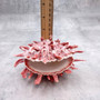 Red Purple Spiny Oyster Pair Spondylus Barbatus (1 shell pair approx. 3X3X2 inches) B GRADE Natural Spiny Oyster shell for decor & display! Copyright 2026 SeaShellSupply.com.