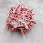 Red Purple Spiny Oyster Pair Spondylus Barbatus (1 shell pair approx. 3X3X2 inches) B GRADE Natural Spiny Oyster shell for decor & display! Copyright 2026 SeaShellSupply.com.