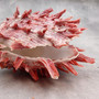 Red Purple Spiny Oyster Pair Spondylus Barbatus (1 shell pair approx. 3X3X2 inches) B GRADE Natural Spiny Oyster shell for decor & display!