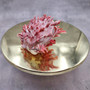 Red Purple Spiny Oyster Pair Spondylus Barbatus (1 shell pair approx. 3X3X2 inches) B GRADE Natural Spiny Oyster shell for decor & display!