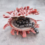 Red Purple Spiny Oyster Pair Spondylus Barbatus (1 shell pair approx. 3X3X2 inches) B GRADE Natural Spiny Oyster shell for decor & display!
