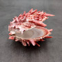 Red Purple Spiny Oyster Pair Spondylus Barbatus (1 shell pair approx. 4X3X2 inches) B GRADE Natural Spiny Oyster shell for decor & display! Copyright 2026 SeaShellSupply.com.