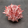Red Purple Spiny Oyster Pair Spondylus Barbatus (1 shell pair approx. 4X3X2 inches) B GRADE Natural Spiny Oyster shell for decor & display! Copyright 2026 SeaShellSupply.com.