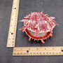 Red Purple Spiny Oyster Pair Spondylus Barbatus (1 shell pair approx. 4X3X2 inches) B GRADE Natural Spiny Oyster shell for decor & display! Copyright 2026 SeaShellSupply.com.