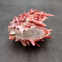 Red Purple Spiny Oyster Pair Spondylus Barbatus (1 shell pair approx. 4X3X2 inches) B GRADE Natural Spiny Oyster shell for decor & display! -05