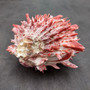 Red Purple Spiny Oyster Pair Spondylus Barbatus (1 shell pair approx. 4X3X2 inches) B GRADE Natural Spiny Oyster shell for decor & display! -05