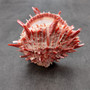 Red Purple Spiny Oyster Pair Spondylus Barbatus (1 shell pair approx. 4X3X2 inches) B GRADE Natural Spiny Oyster shell for decor & display! -05