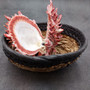 Red Purple Spiny Oyster Pair Spondylus Barbatus (1 shell pair approx. 4X3X2 inches) B GRADE Natural Spiny Oyster shell for decor & display! -05