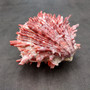 Red Purple Spiny Oyster Pair Spondylus Barbatus (1 shell pair approx. 4X3X2 inches) B GRADE Natural Spiny Oyster shell for decor & display! -05