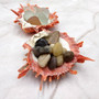Red Purple Spiny Oyster Pair Spondylus Barbatus (1 shell pair approx. 3X3X1 inches) B GRADE Colorful seashell pair for nautical decor! Copyright 2026 SeaShellSupply.com.