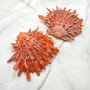 Red Purple Spiny Oyster Pair Spondylus Barbatus (1 shell pair approx. 3X3X1 inches) B GRADE Colorful seashell pair for nautical decor!