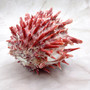 Red Purple Spiny Oyster Pair Spondylus Barbatus (1 shell pair approx. 4X4X2 inches) B GRADE Natural Spiny Oyster shell for decor & display! Copyright 2026 SeaShellSupply.com.
