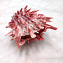 Red Purple Spiny Oyster Pair Spondylus Barbatus (1 shell pair approx. 4X4X2 inches) B GRADE Natural Spiny Oyster shell for decor & display! Copyright 2026 SeaShellSupply.com.