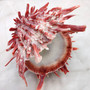 Red Purple Spiny Oyster Pair Spondylus Barbatus (1 shell pair approx. 4X4X2 inches) B GRADE Natural Spiny Oyster shell for decor & display! -10